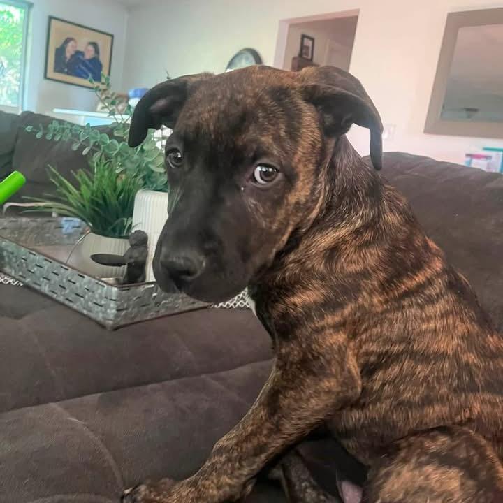 Enlarge Maverick, a Adoptable Mixed Breed in Redwood Valley, CA image 2/5