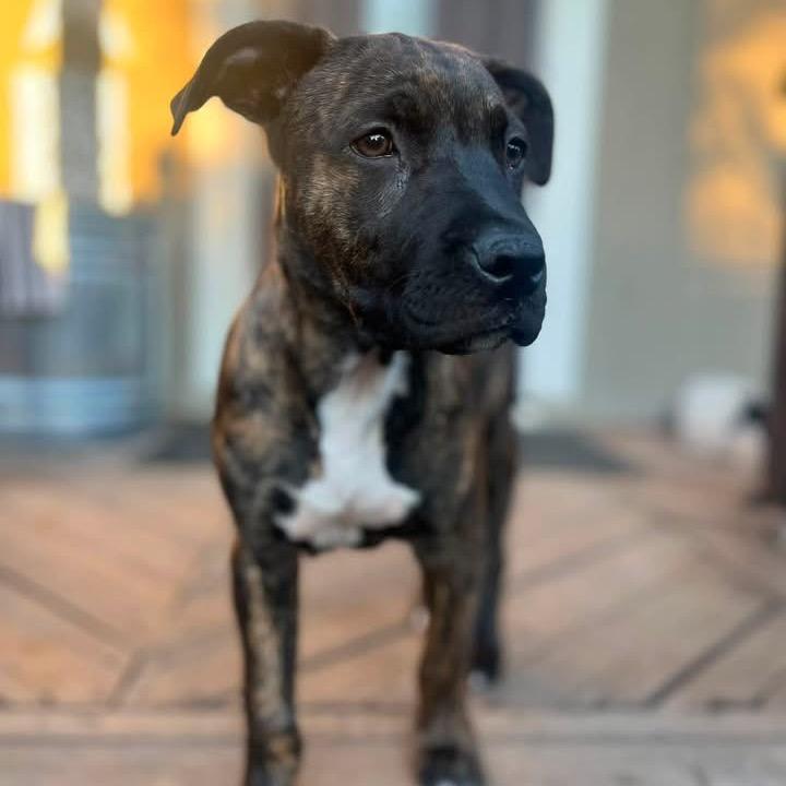 Enlarge Maverick, a Adoptable Mixed Breed in Redwood Valley, CA image 3/5