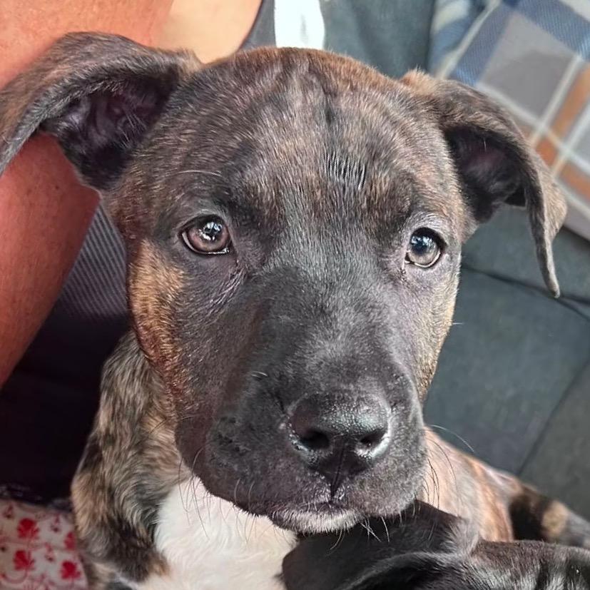 Enlarge Maverick, a Adoptable Mixed Breed in Redwood Valley, CA image 5/5