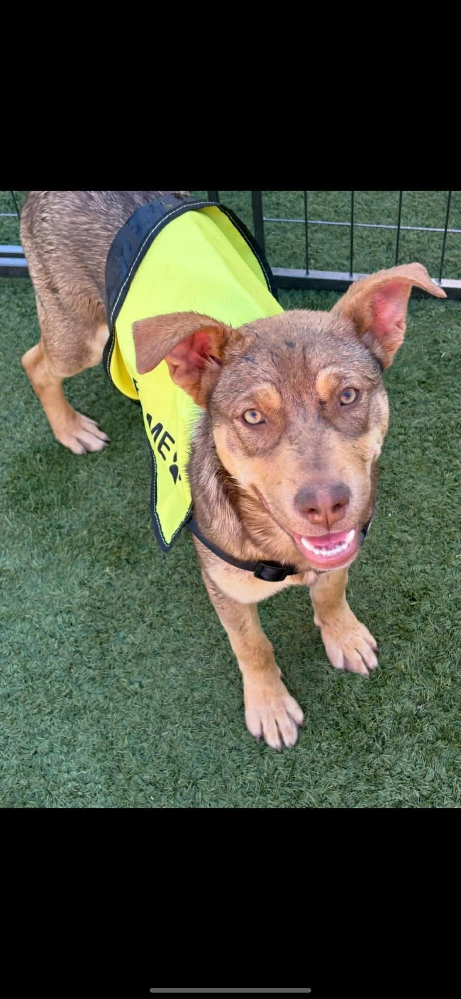Nova, ADOPTABLE, Puppy Female Labrador Retriever.