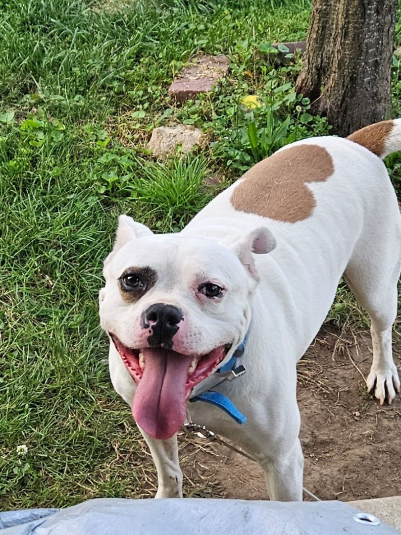 Peanut, a Adoptable mixed breed in Flintstone, GA image 5/5