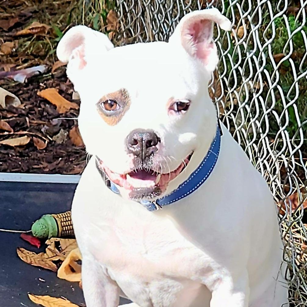 Peanut, a Adoptable mixed breed in Flintstone, GA image 2/5