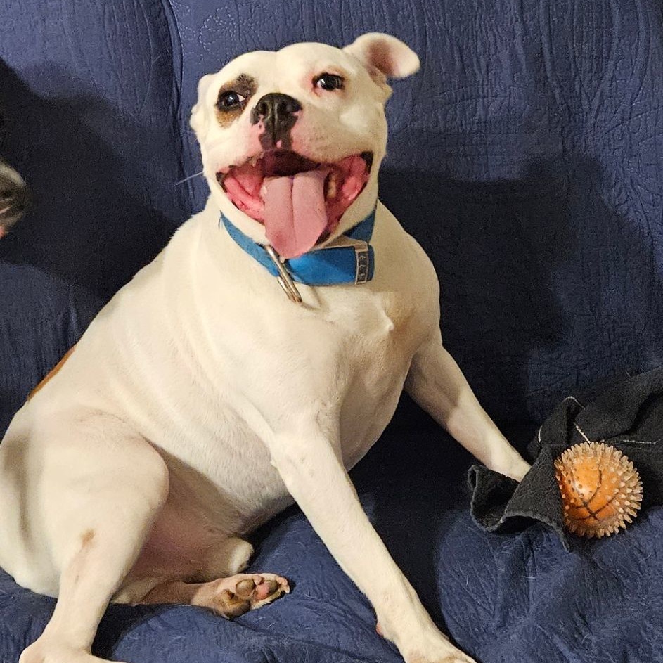 Peanut, a Adoptable mixed breed in Flintstone, GA image 3/5