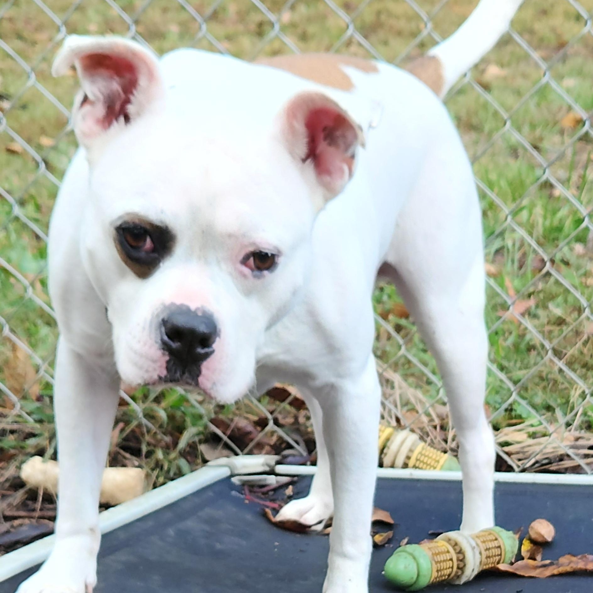 Peanut, Adoptable, Adult Male Staffordshire Bull Terrier & Bulldog.