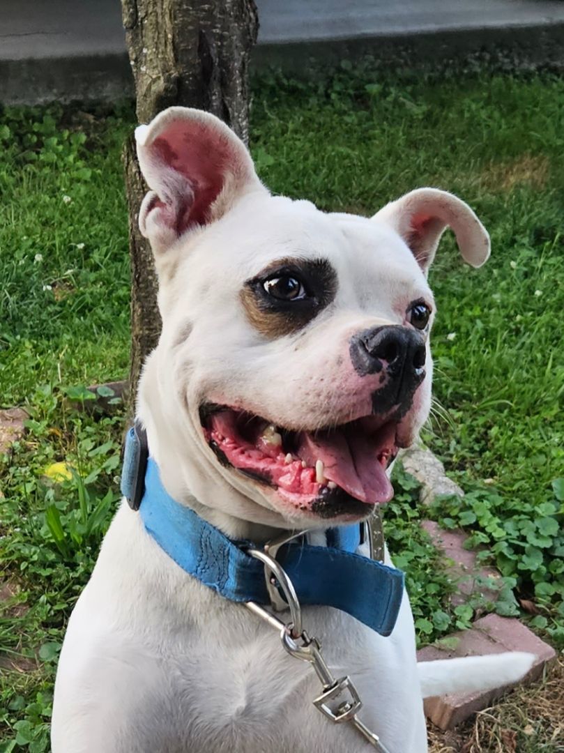 Peanut, a Adoptable mixed breed in Flintstone, GA image 4/5