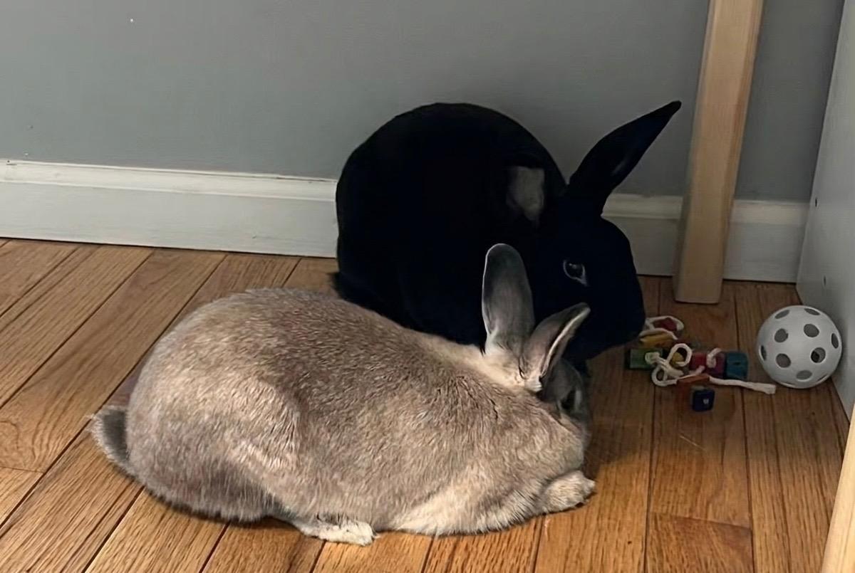 Enlarge Indy and Lola, a Adoptable Bunny Rabbit in Lee's Summit, MO image 3/3