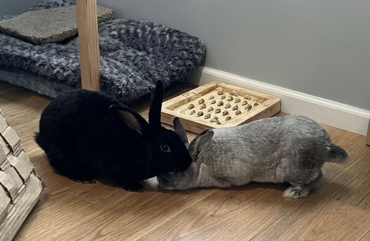 Enlarge Indy and Lola, a Adoptable Bunny Rabbit in Lee's Summit, MO image 2/3