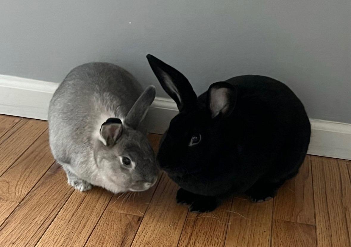 Enlarge Indy and Lola, a Adoptable Bunny Rabbit in Lee's Summit, MO image 1/3