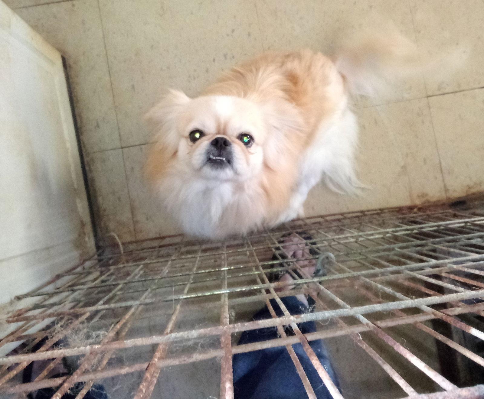 Clyde, Adoptable, Adult Male Pekingese.