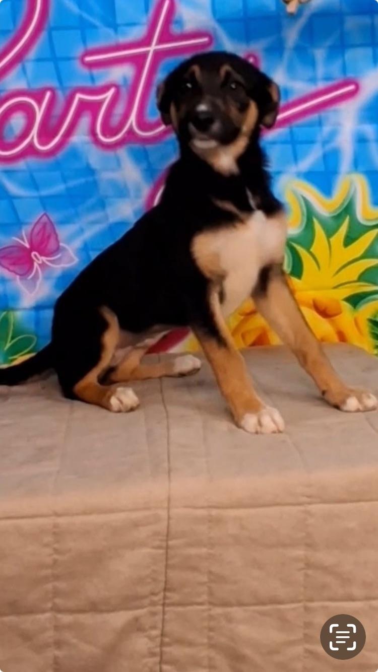 Enlarge Maple, a ADOPTABLE mixed breed in Medfield, MA image 3/3
