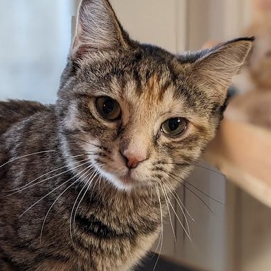 Honey Bunches of Oats, Adoptable, Adult Female Torbie.