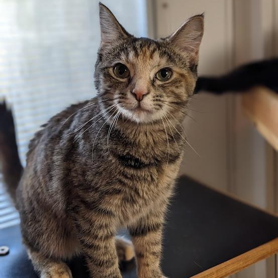 Honey Bunches of Oats, a Adoptable Torbie in Shippenville, PA image 2/4