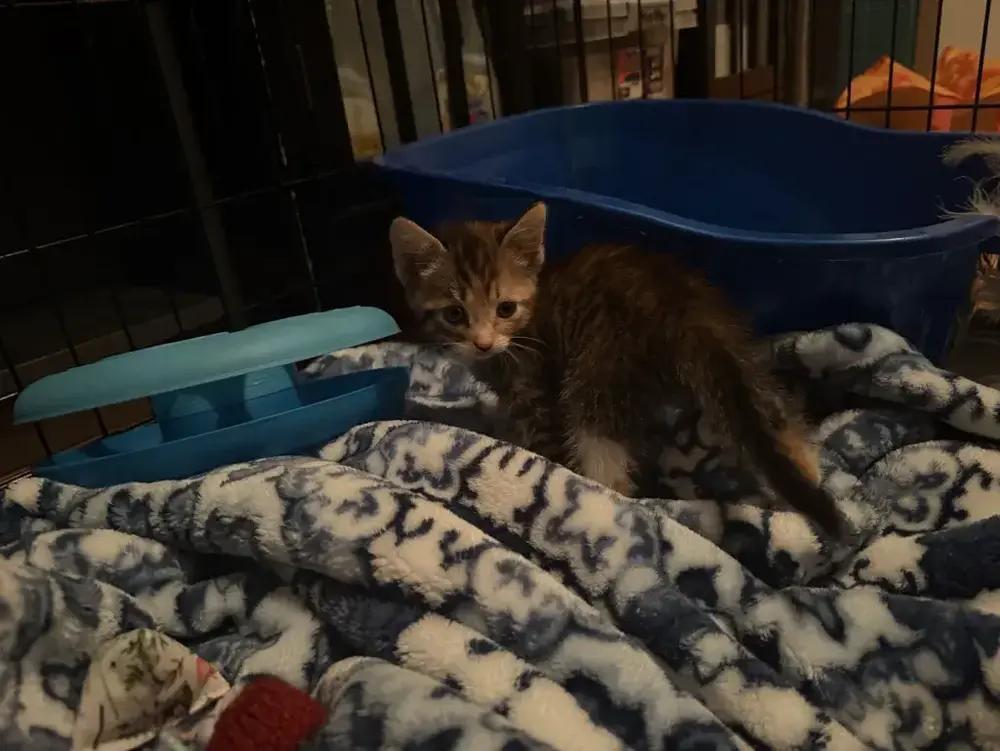 Enlarge Toast, a Adoptable American Shorthair in Cohoes, NY image 3/6