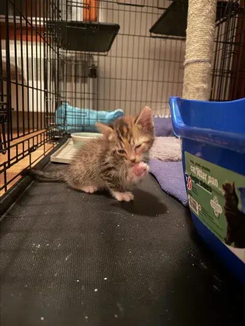 Enlarge Toast, a Adoptable American Shorthair in Cohoes, NY image 5/6