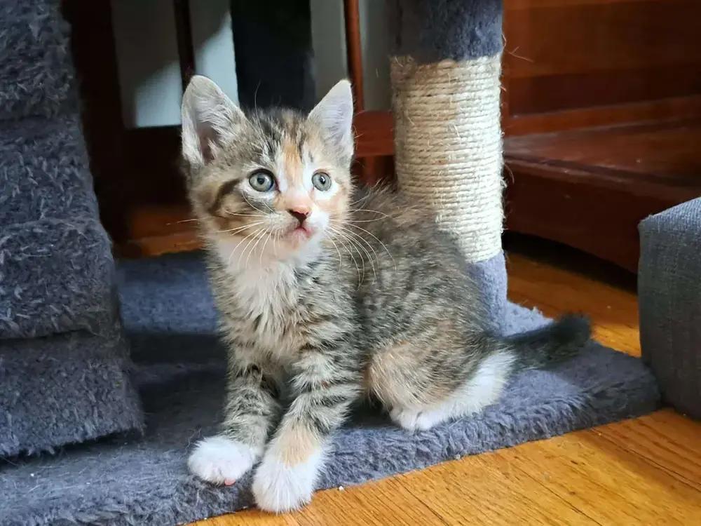 Enlarge Toast, a Adoptable American Shorthair in Cohoes, NY image 6/6