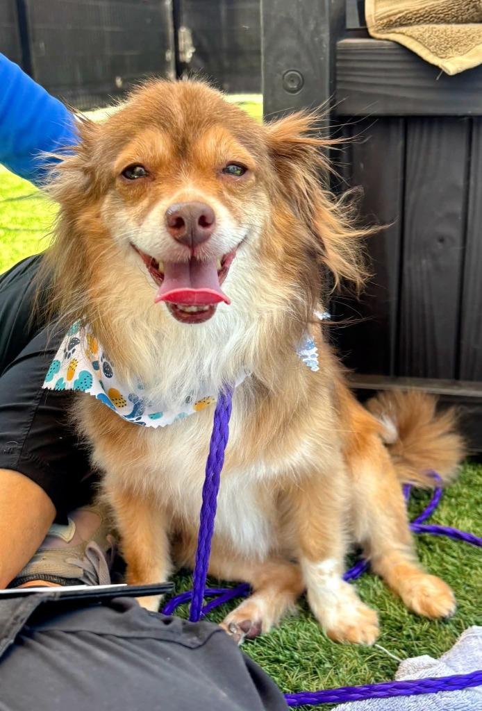 Bear, a Adoptable mixed breed in El Cajon, CA image 2/6