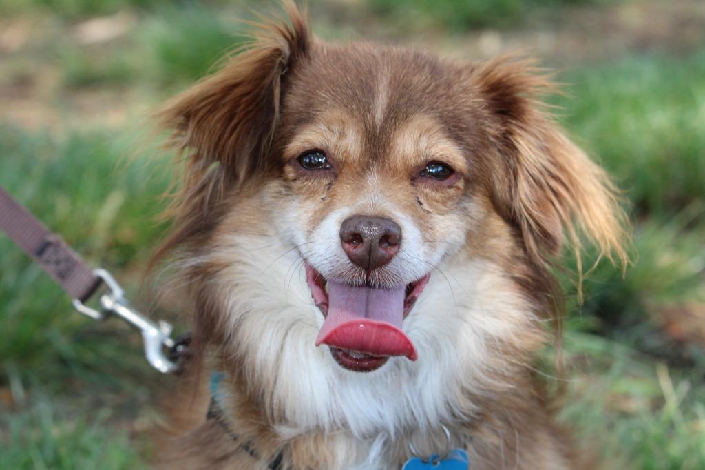 Bear, a Adoptable mixed breed in El Cajon, CA image 5/6