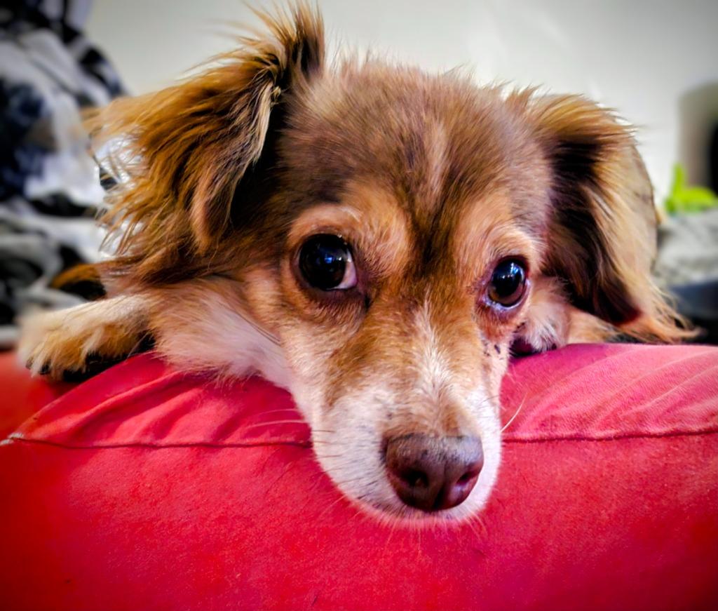 Bear, a Adoptable mixed breed in El Cajon, CA image 3/6