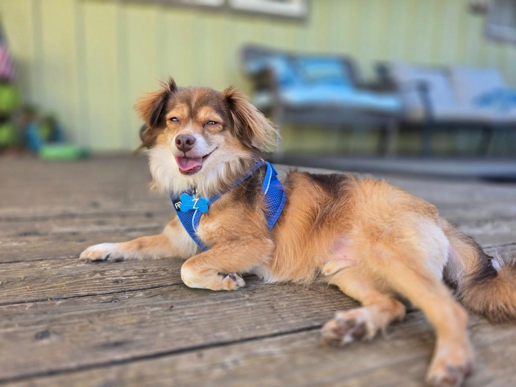 Bear, a Adoptable mixed breed in El Cajon, CA image 5/6