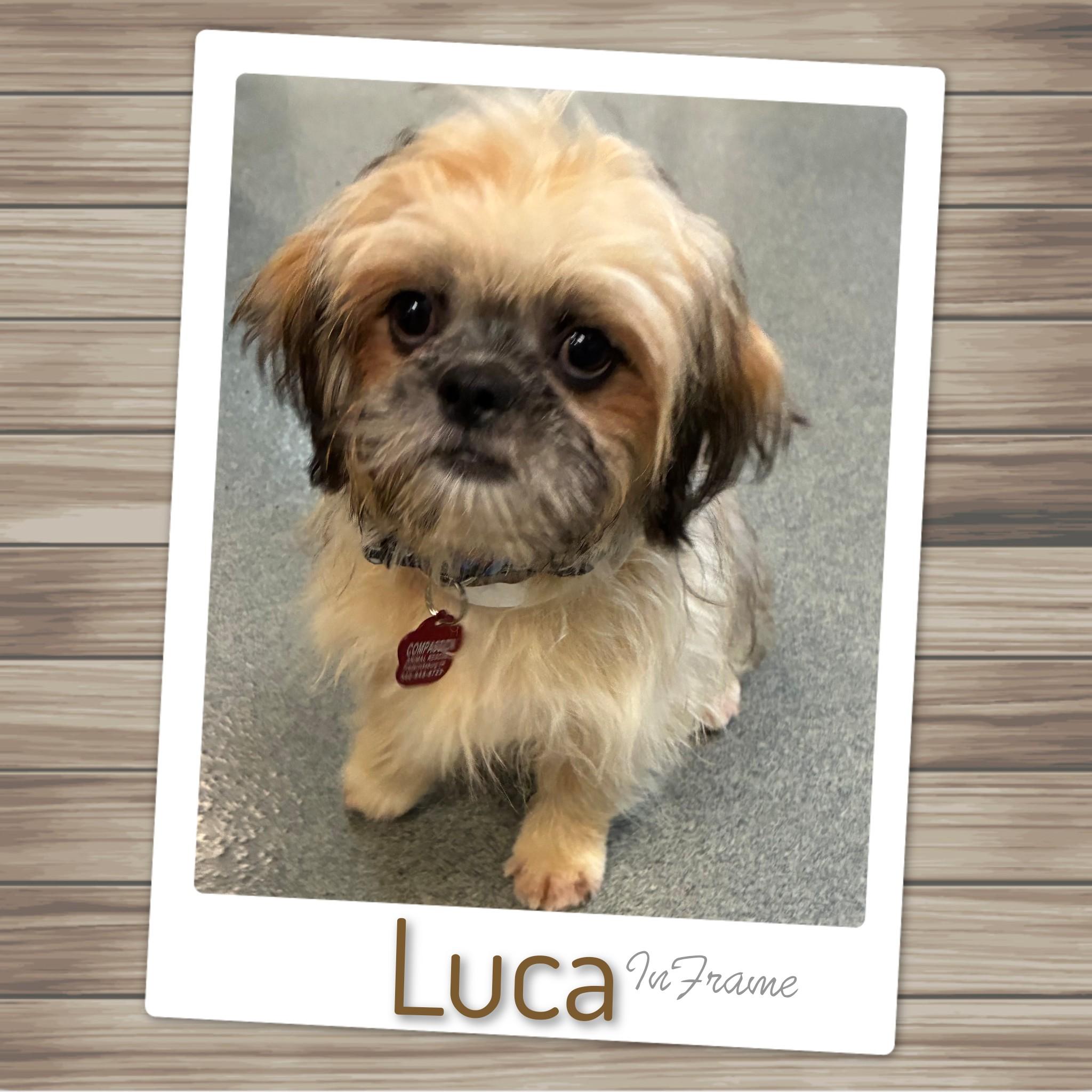 Enlarge Luca, a Adoptable Lhasa Apso in Fredericksburg, VA image 4/6