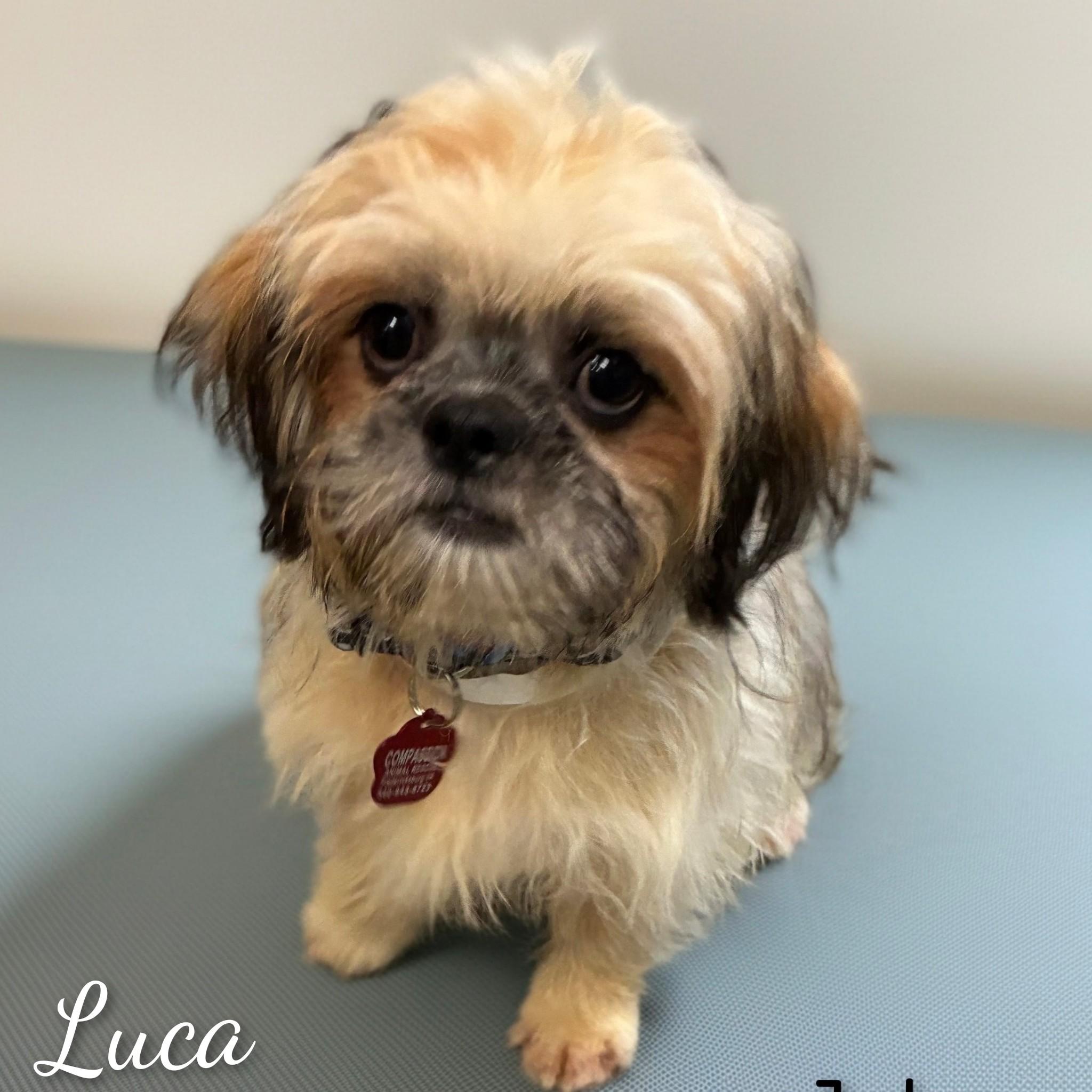 Enlarge Luca, a Adoptable Lhasa Apso in Fredericksburg, VA image 1/6