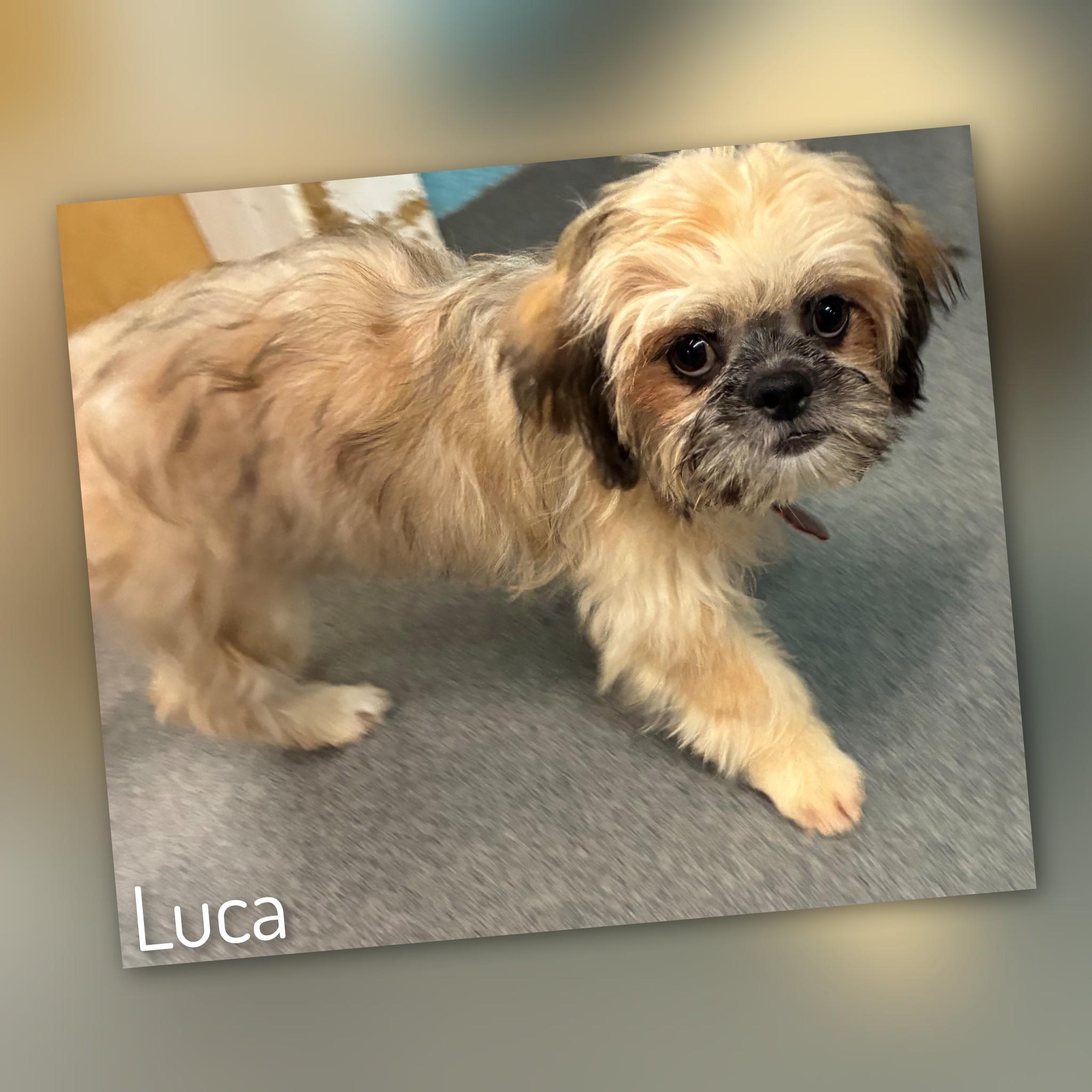 Enlarge Luca, a Adoptable Lhasa Apso in Fredericksburg, VA image 6/6