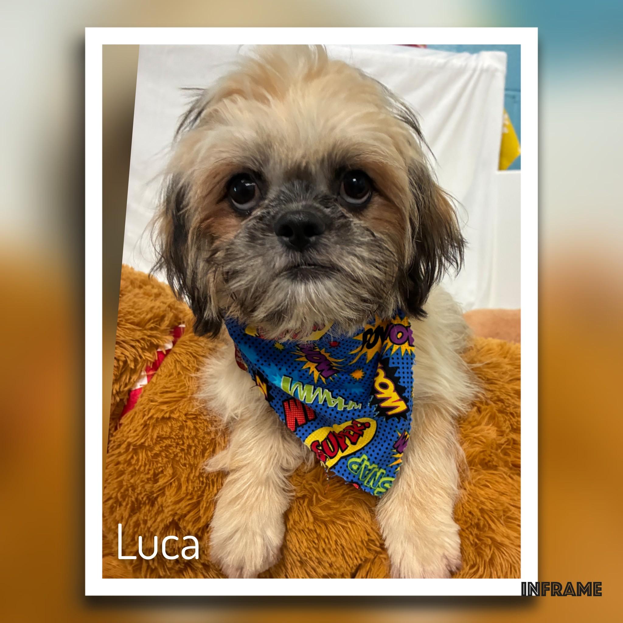 Enlarge Luca, a Adoptable Lhasa Apso in Fredericksburg, VA image 2/6