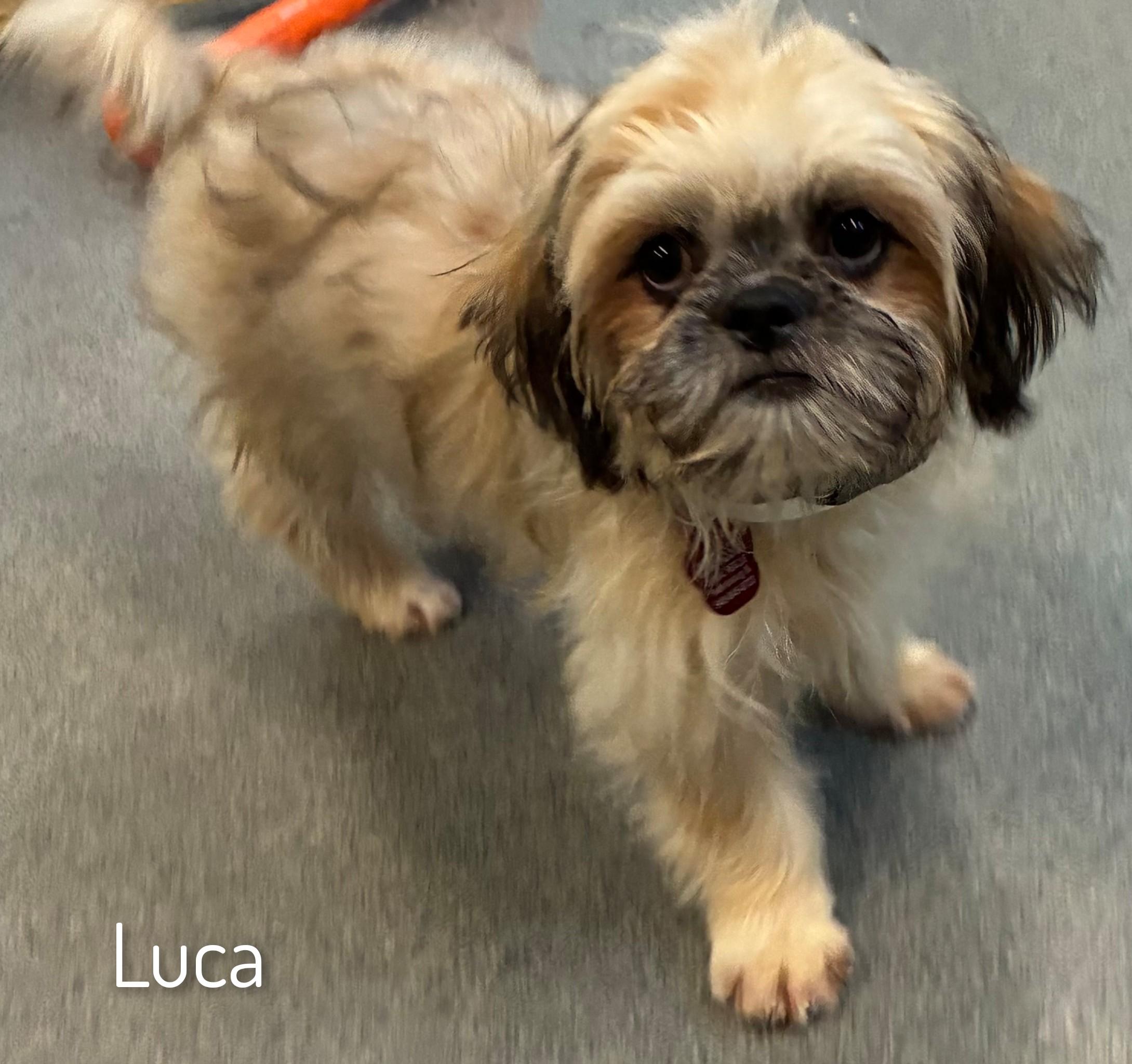 Enlarge Luca, a Adoptable Lhasa Apso in Fredericksburg, VA image 5/6