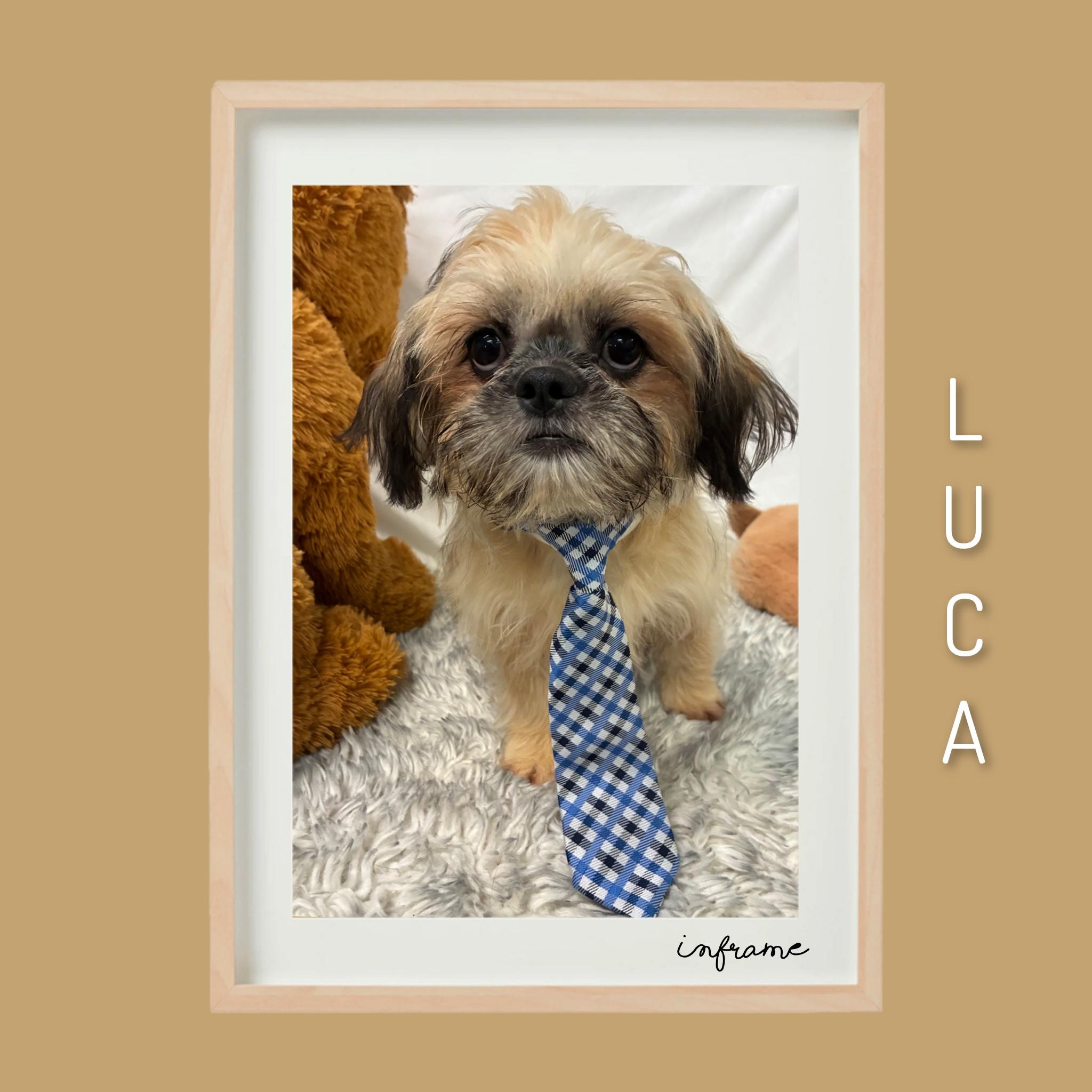 Enlarge Luca, a Adoptable Lhasa Apso in Fredericksburg, VA image 3/6