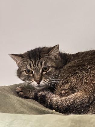Bo Peep, Adoptable, Adult Female Domestic Short Hair & Domestic Short Hair.
