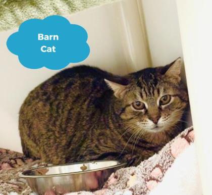 Bo Peep, a Adoptable mixed breed in Traverse City, MI image 2/3