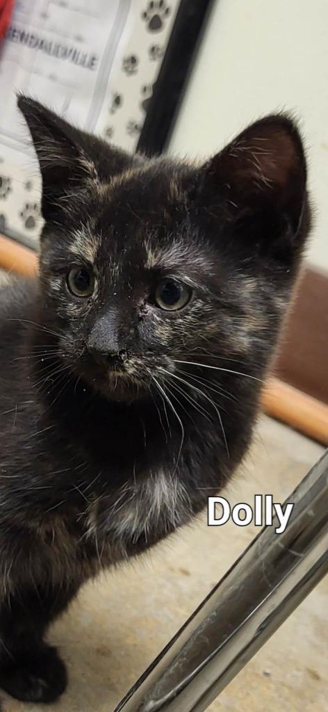 Dolly, Adoptable, Kitten Female Domestic Short Hair.