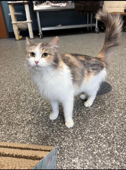 Enlarge Sprout, a Adoptable mixed breed in Shawano, WI image 1/1