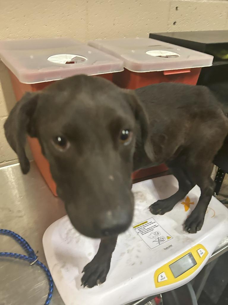 Enlarge Dylan, a Adoptable mixed breed in Hot Springs, AR image 1/1