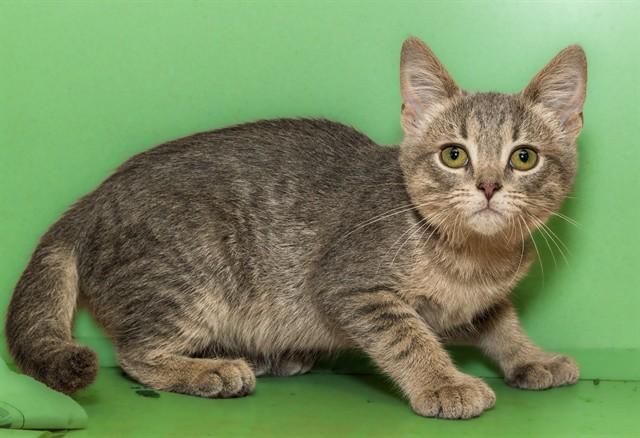 Enlarge OAK, a Adoptable mixed breed in Cookeville, TN image 1/1