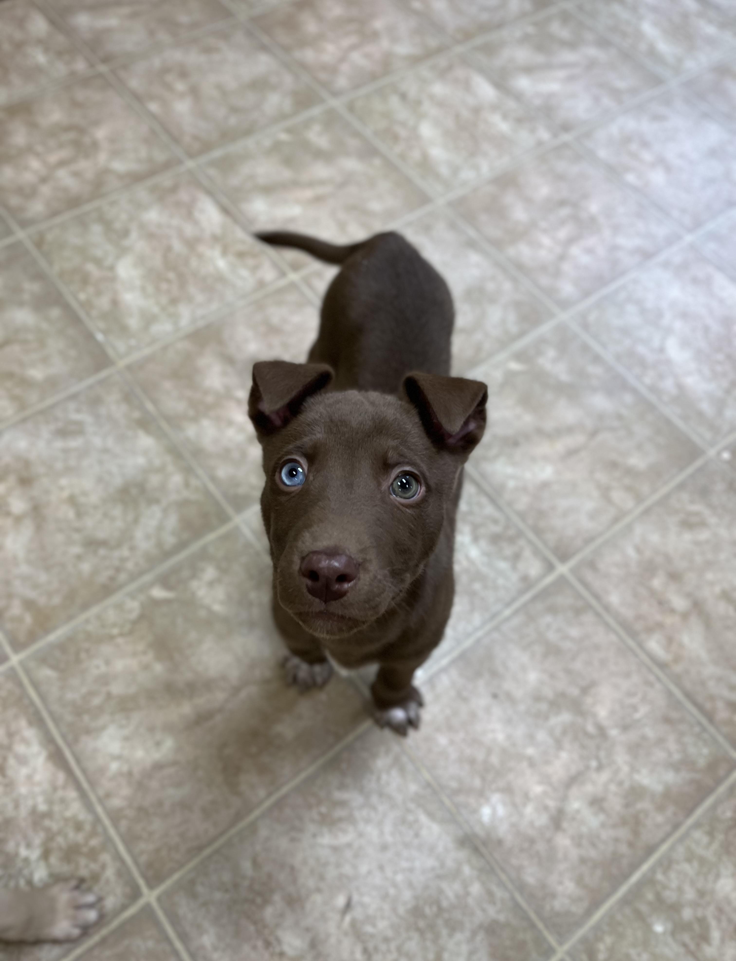 River , adopted, Puppy Male Mixed Breed.