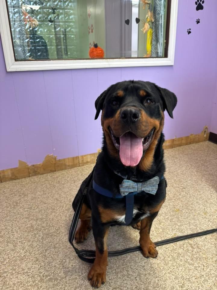 Monty, a Adoptable mixed breed in Utica, MI image 1/5