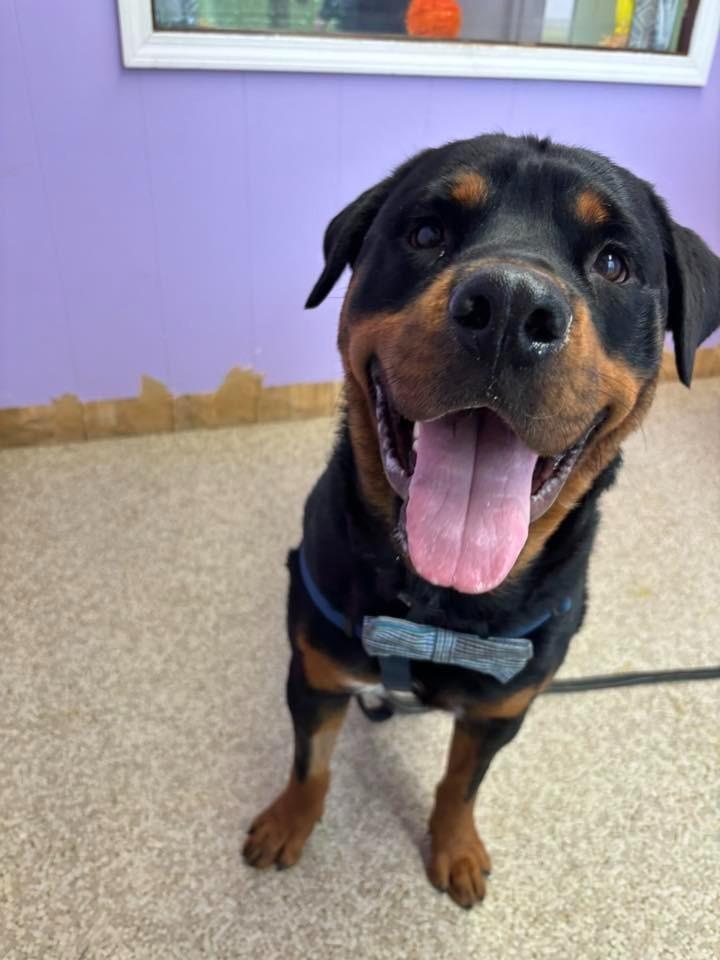 Monty, a Adoptable mixed breed in Utica, MI image 3/5