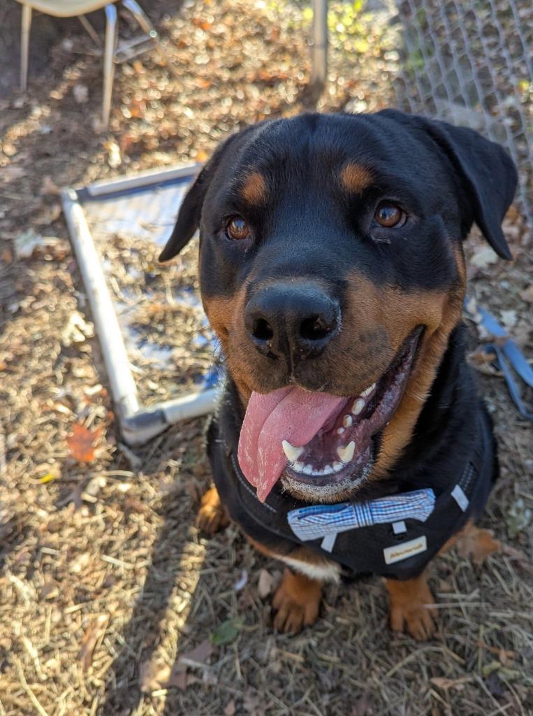 Monty, a Adoptable mixed breed in Utica, MI image 4/5