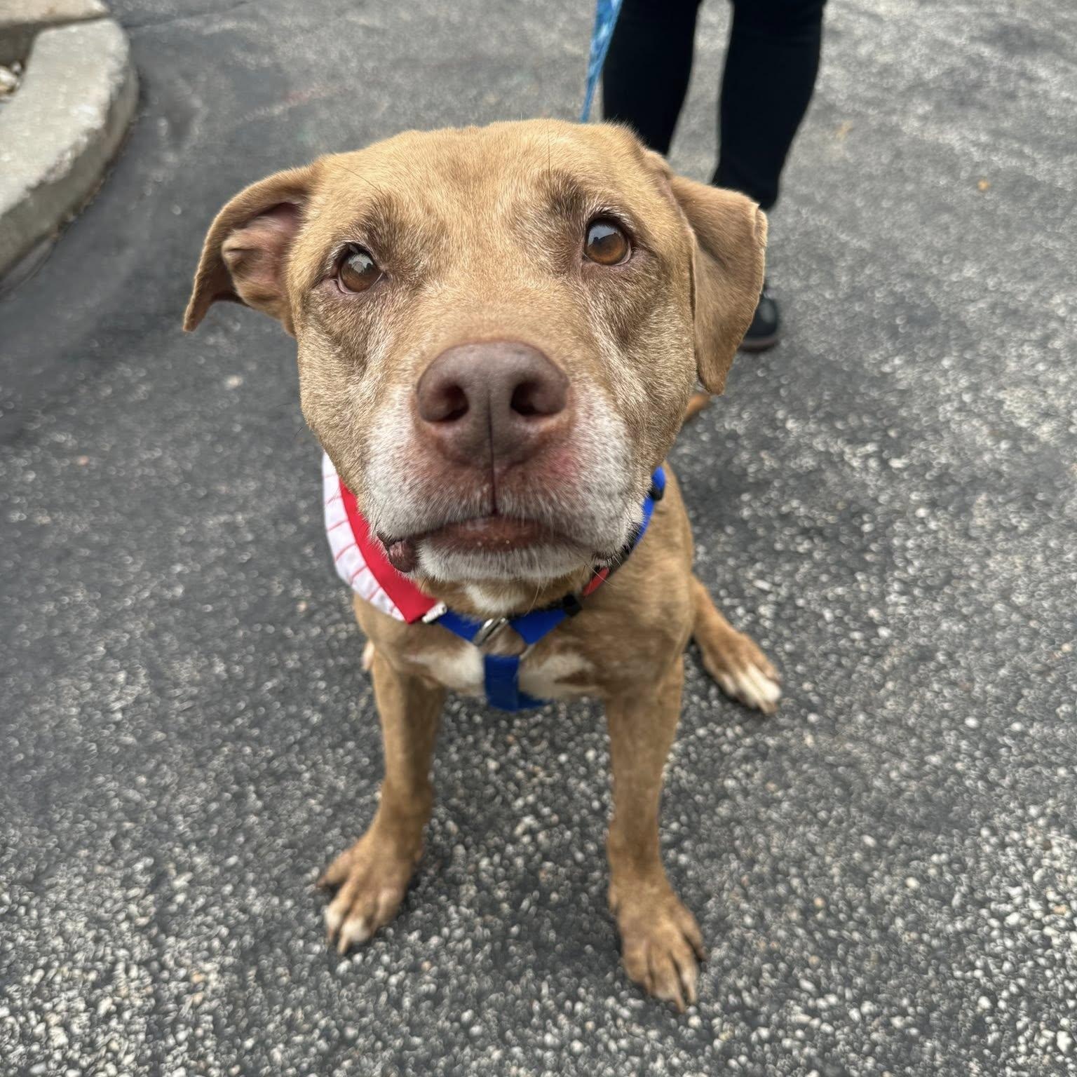 Enlarge Ajax, a Adoptable Pit Bull Terrier in Philadelphia, PA image 3/4