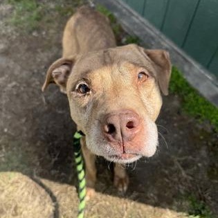 Enlarge Ajax, a Adoptable Pit Bull Terrier in Philadelphia, PA image 2/4