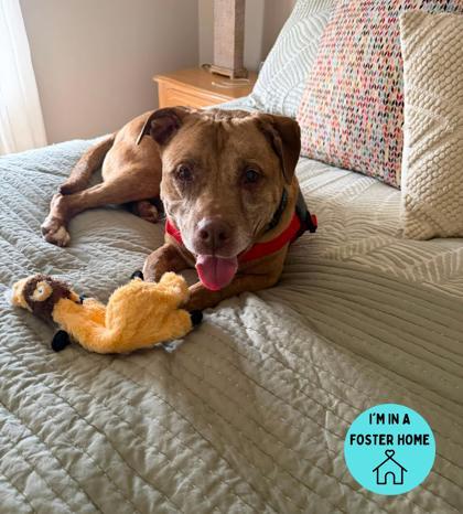 Enlarge Ajax, a Adoptable Pit Bull Terrier in Philadelphia, PA image 4/4