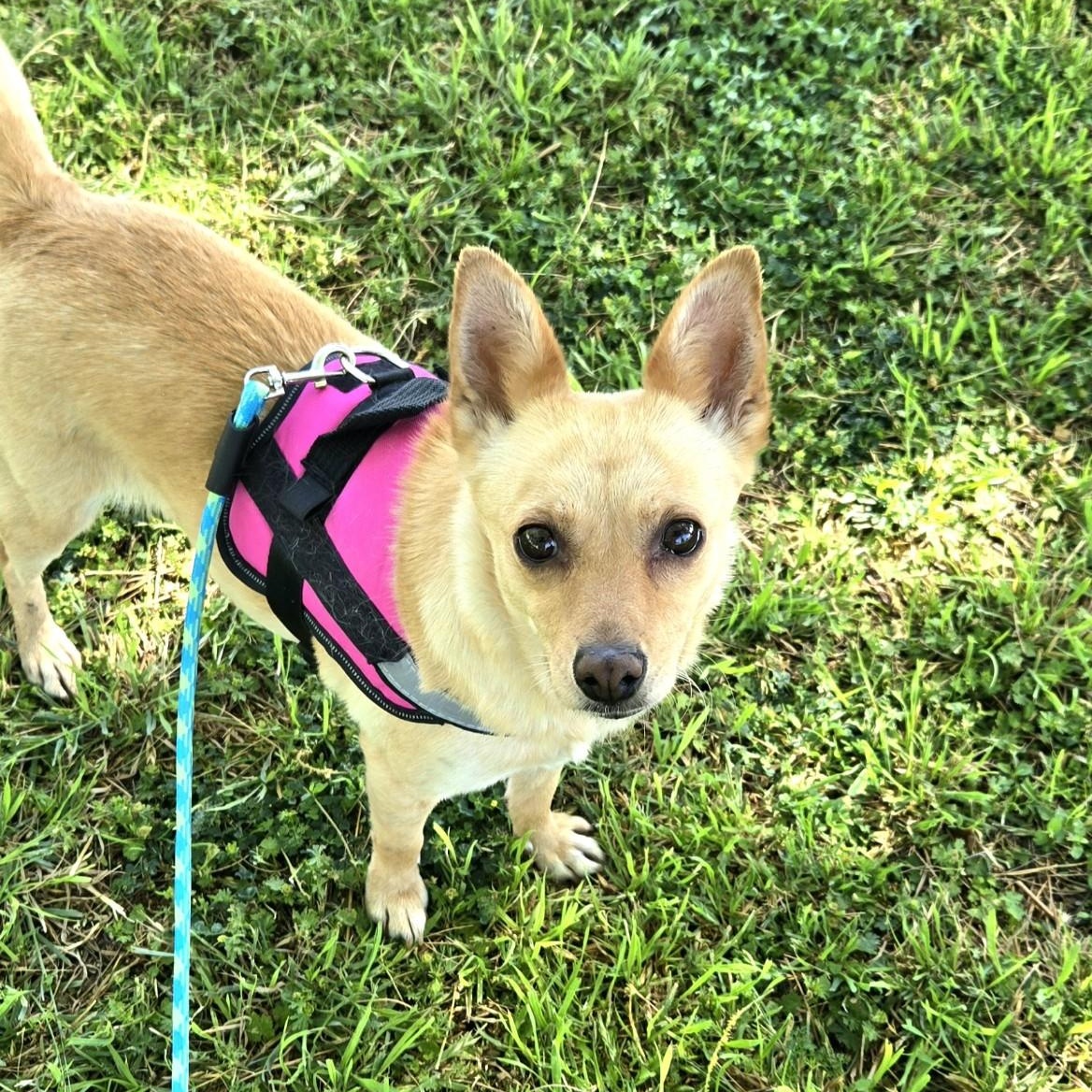 Moosh, ADOPTABLE, Adult Female Chihuahua.