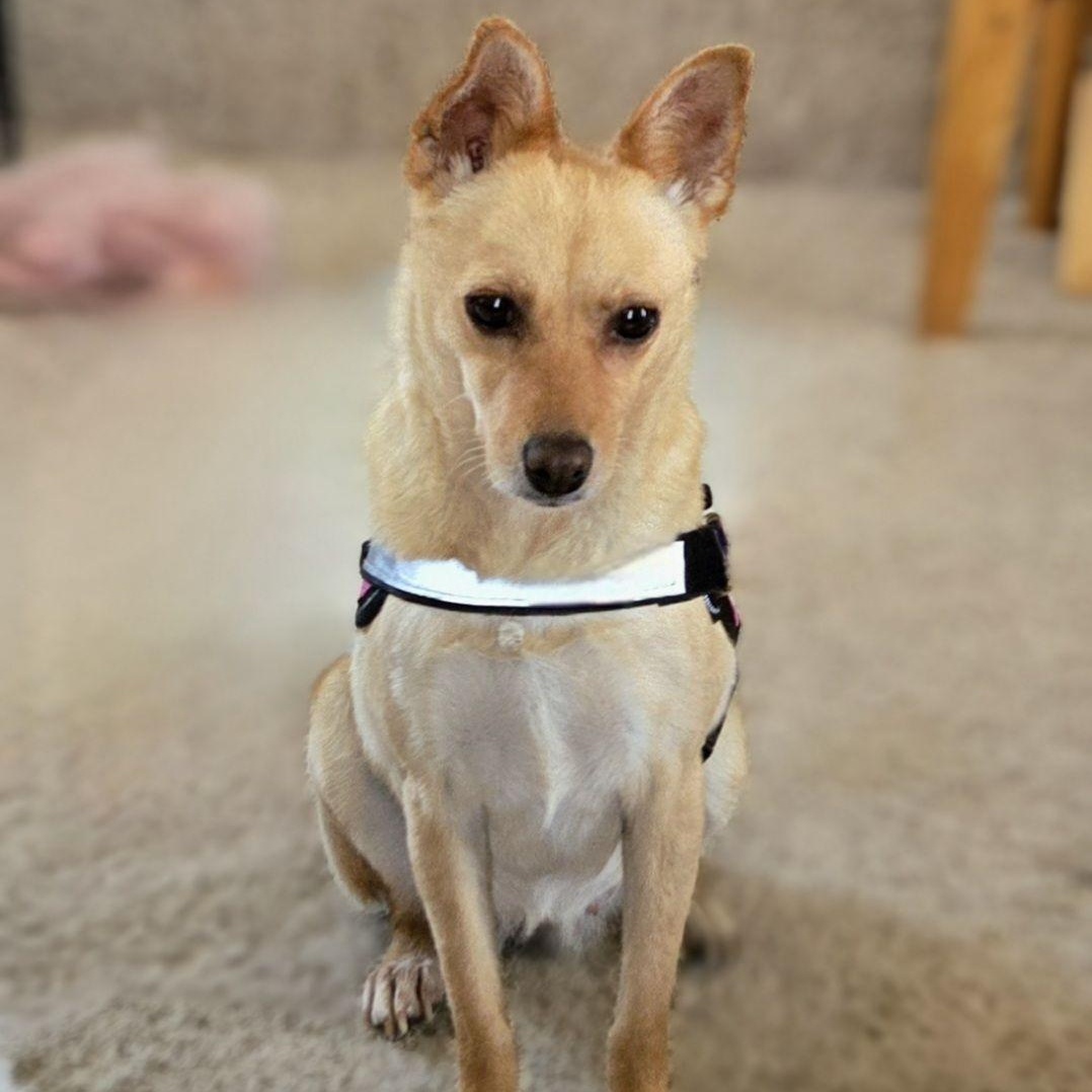 Enlarge Moosh, a ADOPTABLE mixed breed in Sierra Vista, AZ image 2/3