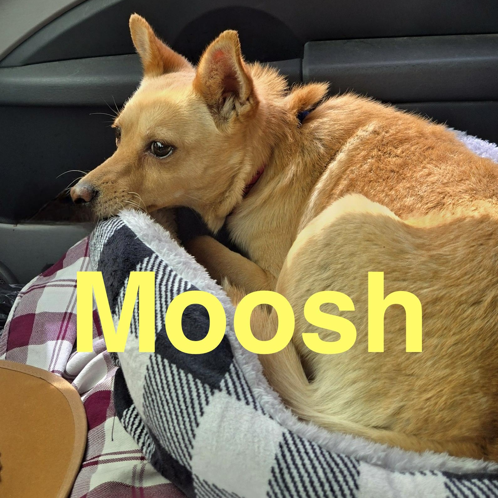 Enlarge Moosh, a ADOPTABLE mixed breed in Sierra Vista, AZ image 3/3