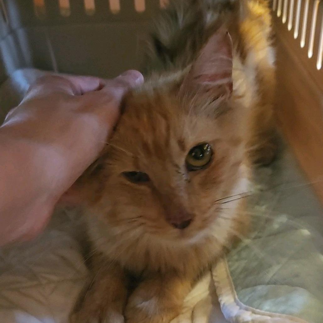 Puddle, Adoptable, Adult Female Domestic Medium Hair.