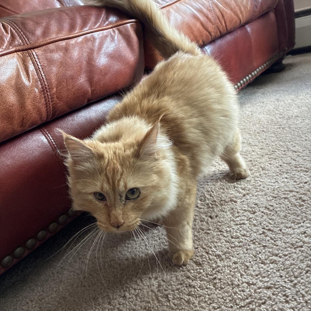 Enlarge Puddle, a Adoptable Domestic Medium Hair in St. Paul, MN image 2/4