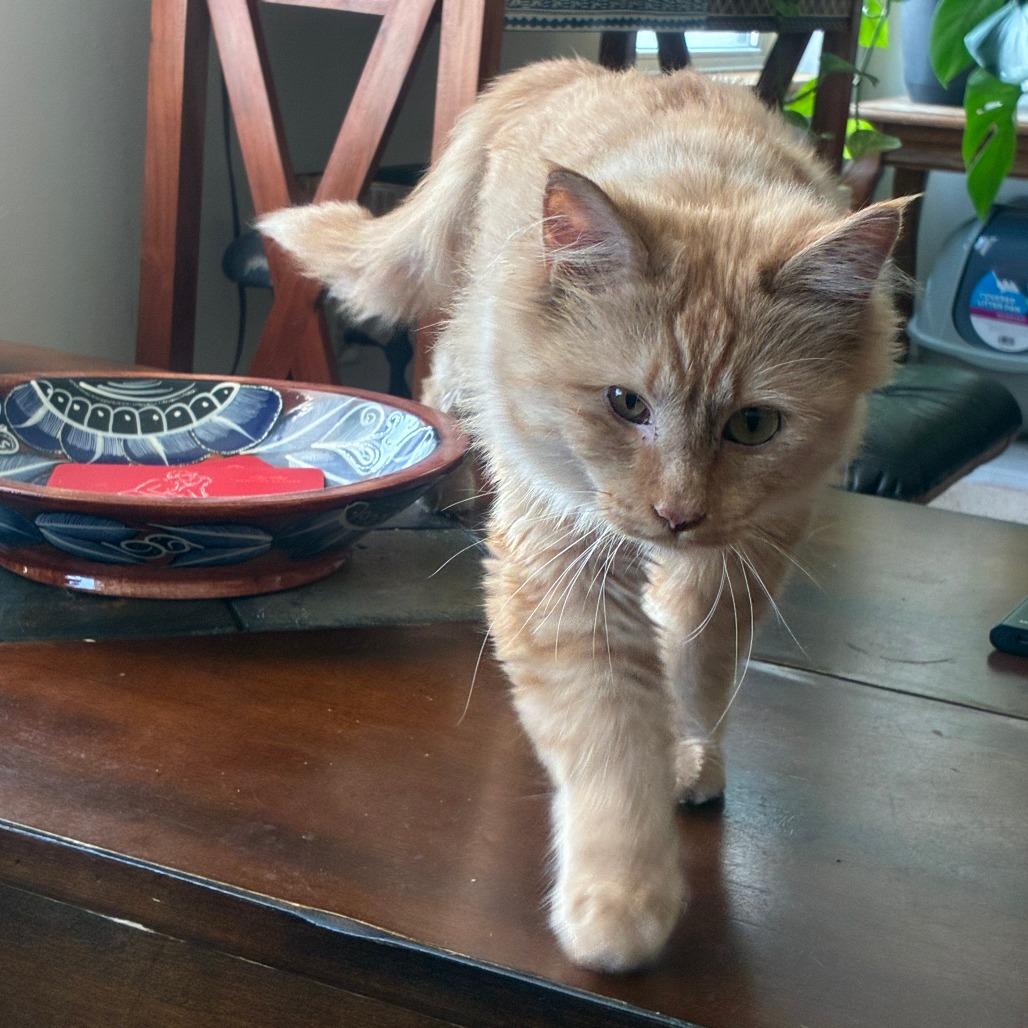 Enlarge Puddle, a Adoptable Domestic Medium Hair in St. Paul, MN image 3/4