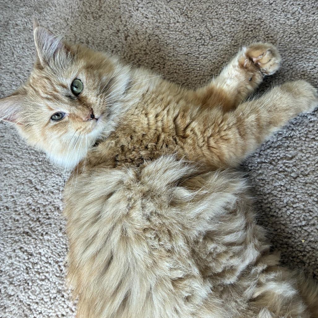 Enlarge Puddle, a Adoptable Domestic Medium Hair in St. Paul, MN image 4/4