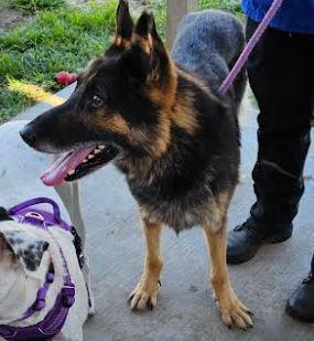 Kenny, Adopted, Adult Male German Shepherd Dog.